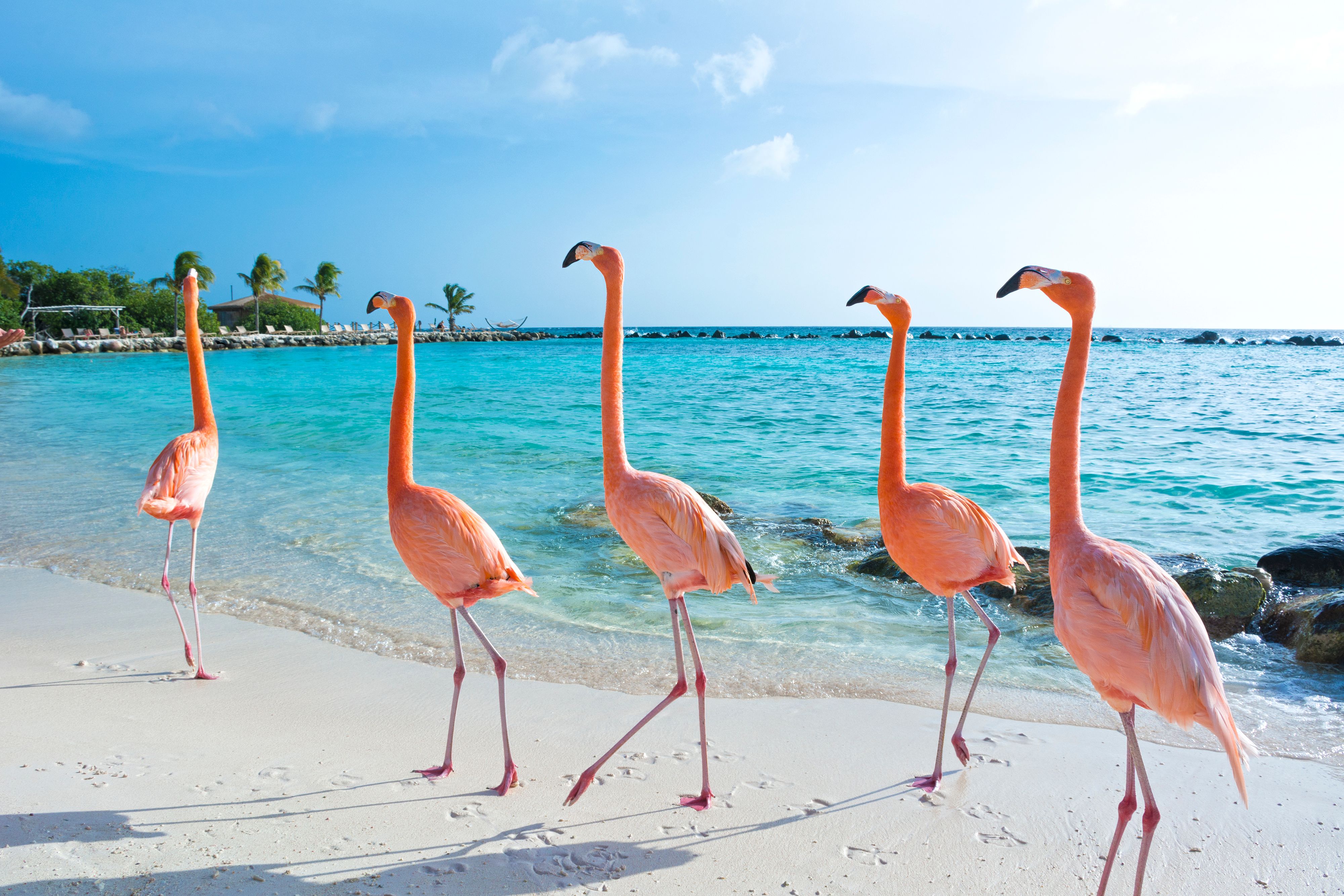 Flamingos walking along the white sand beach of Flamingo Island in Aruba, with turquoise waters and palm trees in the background.