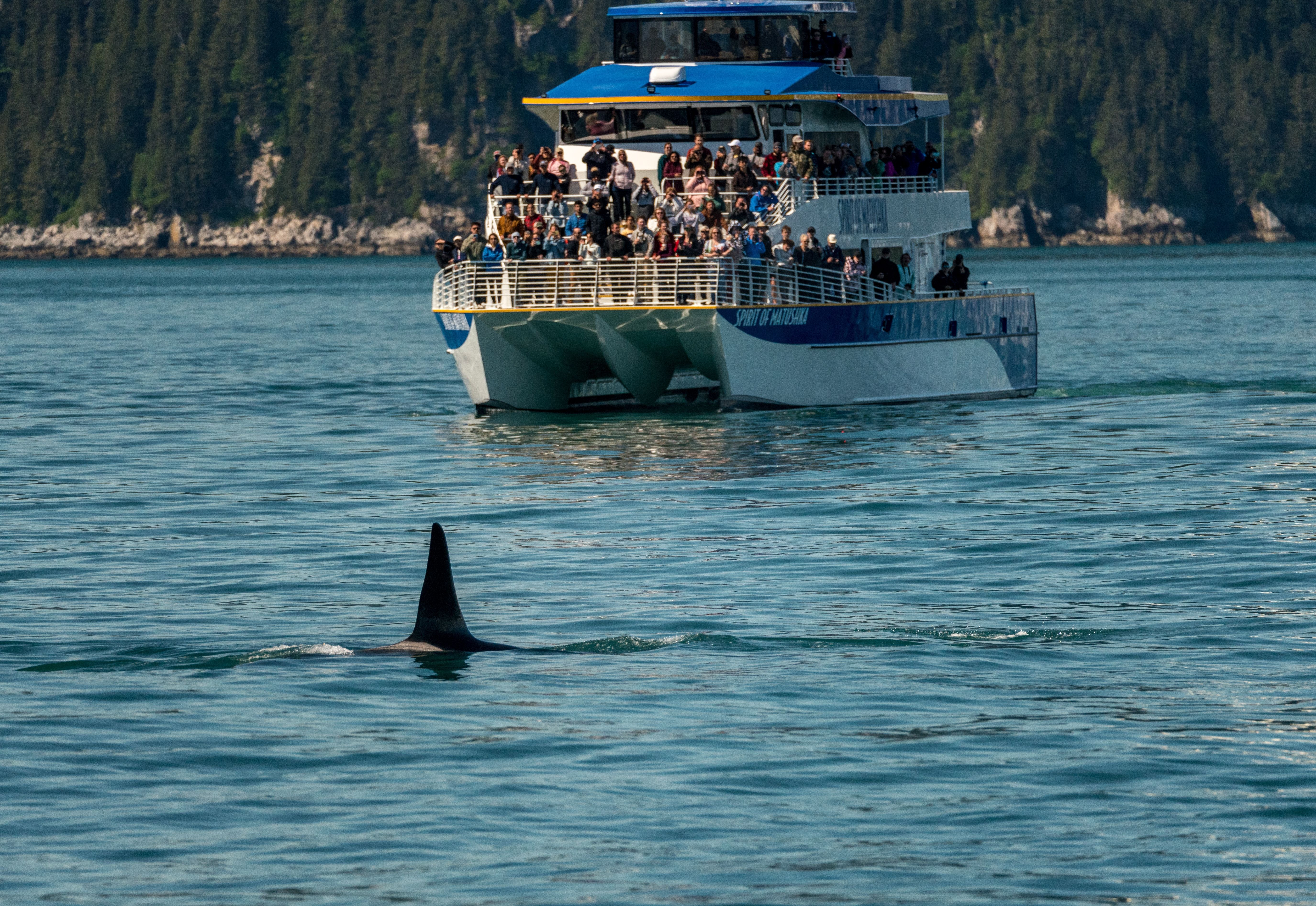 Orca dorsal fin surfaces near crowded wildlife cruise boat in Resurrection Bay, Alaska, with forested shoreline—Kenai Fjords wildlife viewing tour experience.
