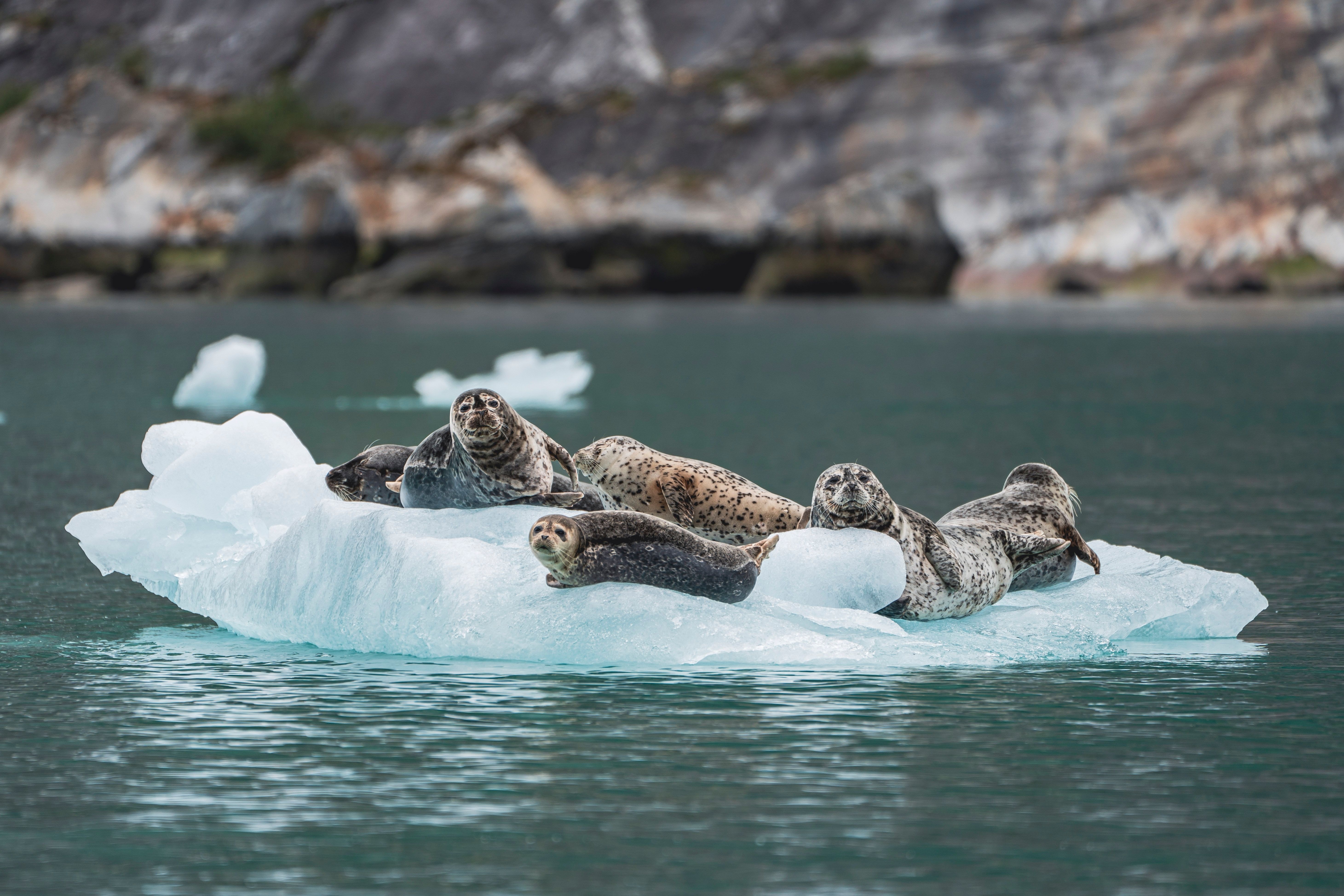 Harbor seals resting on floating glacier ice in Alaska fjord, showcasing Arctic wildlife on an Alaska cruise excursion.