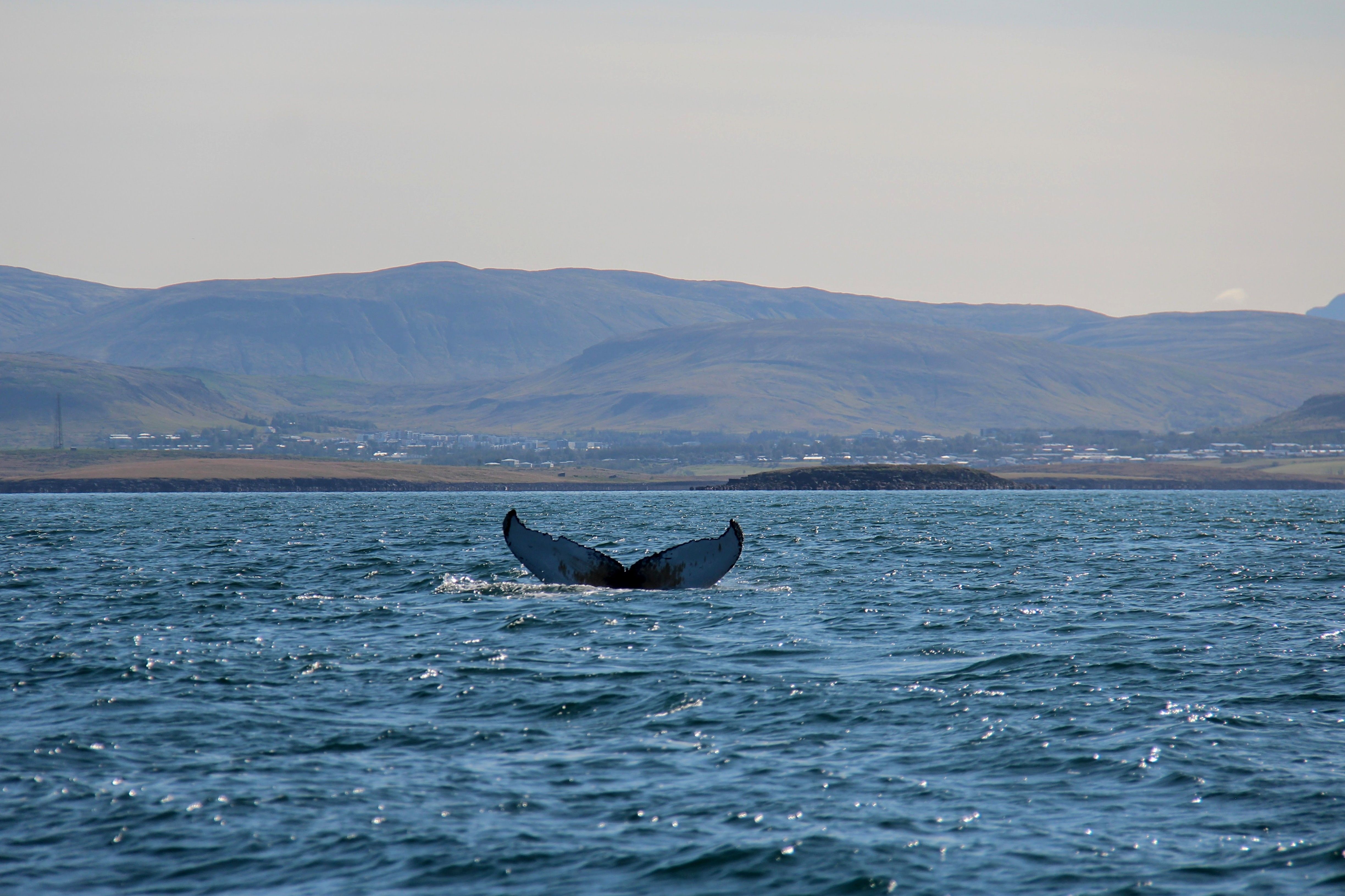 Whale tail rising above the waters of Faxaflói Bay near Reykjavik, Iceland, during a scenic whale-watching excursion with coastal mountains in the background.