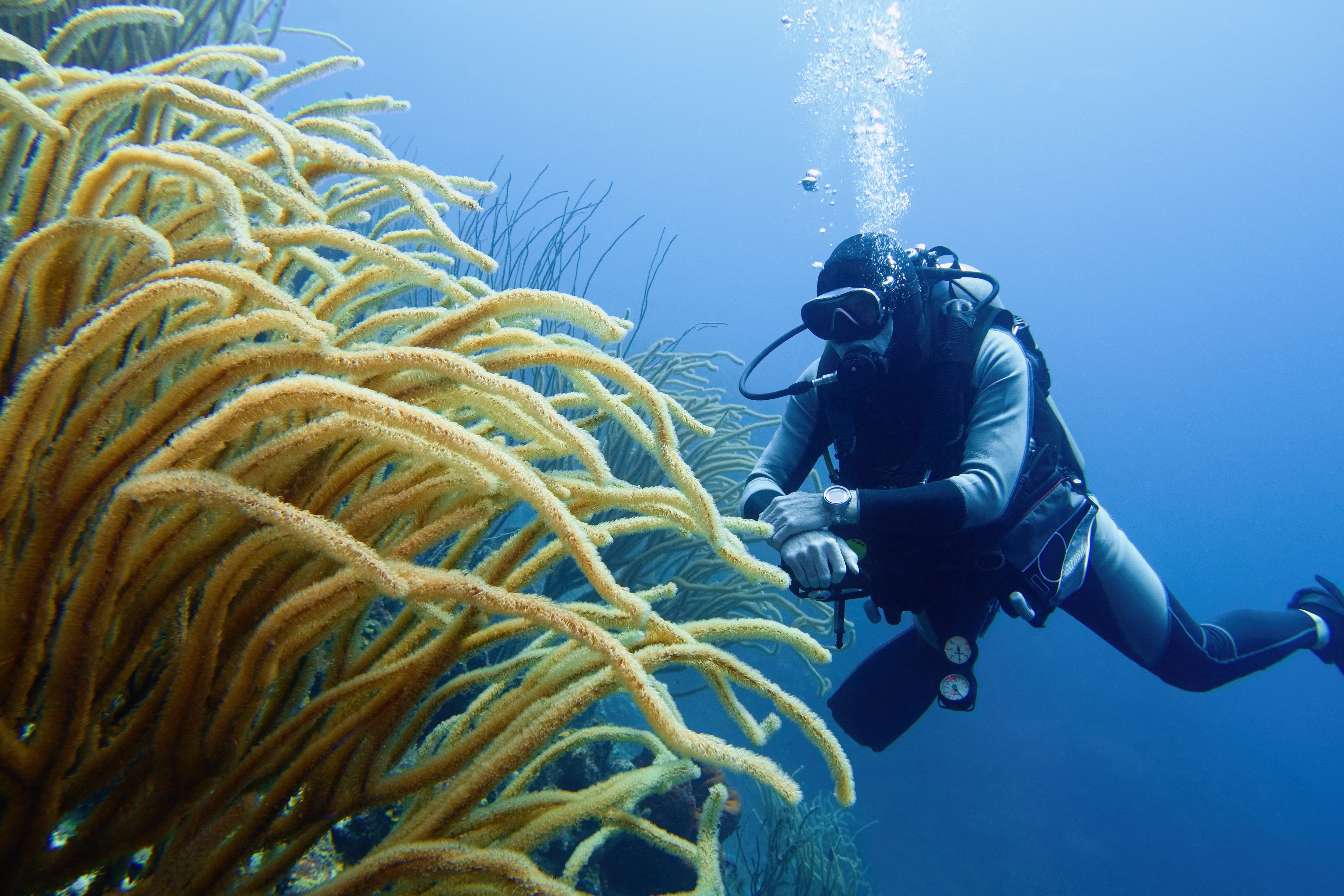 Scuba diver exploring vibrant sea rod coral reefs in the crystal-clear blue waters of Bonaire, a popular Caribbean cruise shore excursion destination.