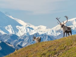 Pr&auml;chtiger Caribou vor hoch aufragenden Bergen des Denali‑Massivs