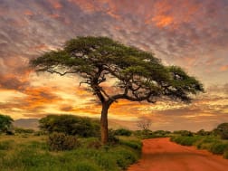 Magische Lichtstimmung entdecken &ndash; plane deine Traumreise in die Wildnis!