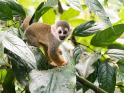 Totenkopfaffe im Regenwald