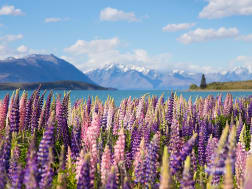 Entdecke Neuseelands Bl&uuml;tenpracht