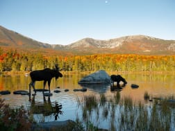 Zwei Elche stehen im klaren See vor herbstlich gef&auml;rbtem Wald und Bergkulisse