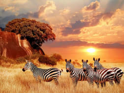 Afrika-Kreuzfahrt mit faszinierenden Safari-Erlebnissen in der Savanne genie&szlig;en