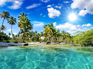 Plage de r&ecirc;ve carib&eacute;enne avec palmiers &ndash; point fort de toute croisi&egrave;re aux Cara&iuml;bes