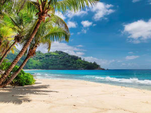 Discover a dreamlike bay with palms &ndash; book your world tour now