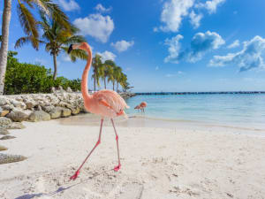 Aruba (Aruba) - Bild 4