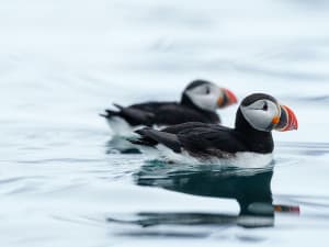 Spitzbergen, Norwegen &ndash; zwei Papageientaucher