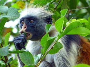 Sansibar, Tansania &ndash; Rotstummelaffe knabbert an einem Blatt im tropischen Ge&auml;st