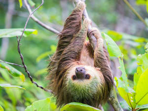 Col&oacute;n, Panama &ndash; Faultier h&auml;ngt entspannt im Bl&auml;tterdach des tropischen Waldes