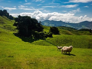 Dunedin, Neuseeland &ndash; Gr&uuml;ne H&uuml;gel und friedlich grasende Schafe mit Blick auf die Bucht