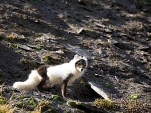 Barents&oslash;ya (Svalbard) - Image 4