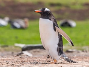 Port Stanley, Falklandinseln &ndash; Ein einzelner Pinguin steht auf sandigem Untergrund