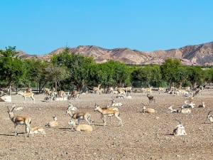 Sir Bani Yas, VAE &ndash; Dutzende Antilopen ruhen und grasen auf trockenem Boden in gesch&uuml;tztem Naturgebiet