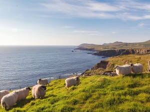 Dingle (Irlande) - Image 4