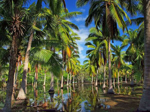 Huatulco, Mexiko &ndash; dichter Palmenwald spiegelt sich in ruhigem Wasser am Boden