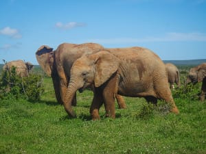 Port Elizabeth, S&uuml;dafrika &ndash; Safari zu sanften Riesen auf gr&uuml;ner Weide erleben