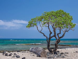 Kona (Hawaii, Hawaii, USA) - Image 4