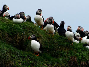 Canna (Ecosse) - Image 5