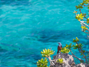 Miyakojima, Jap&atilde;o &ndash; Ave costeira sobre &aacute;guas azul-turquesa