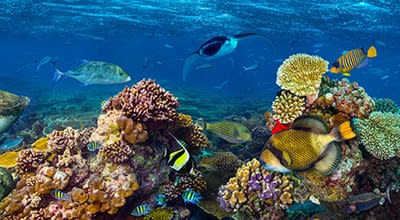 <b>Duurzaamheid bij rederijen</b>