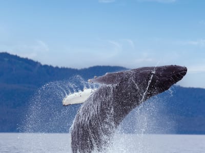 Cruceros con gu&iacute;a acompa&ntilde;ante en espa&ntilde;ol 2026/2027 con Holland America Line