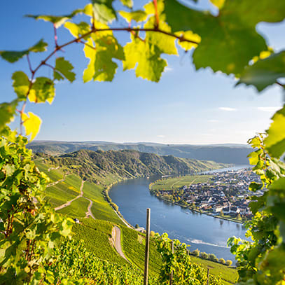 407x407_Mosel