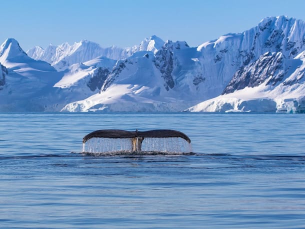 Wunderwelt Antarktis & Chilenische Fjorde