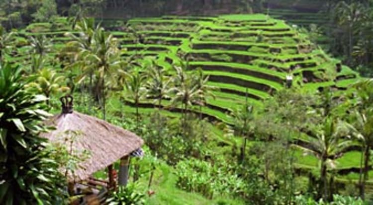 Indonesi&euml; Cruise
