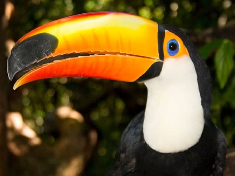 Amazon Cruise - Picture 4