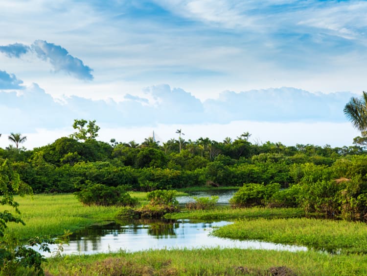 Amazon Cruise - Picture 5