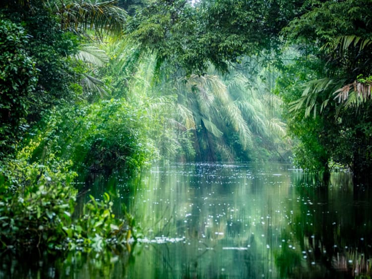 Amazon Cruise - Picture 1