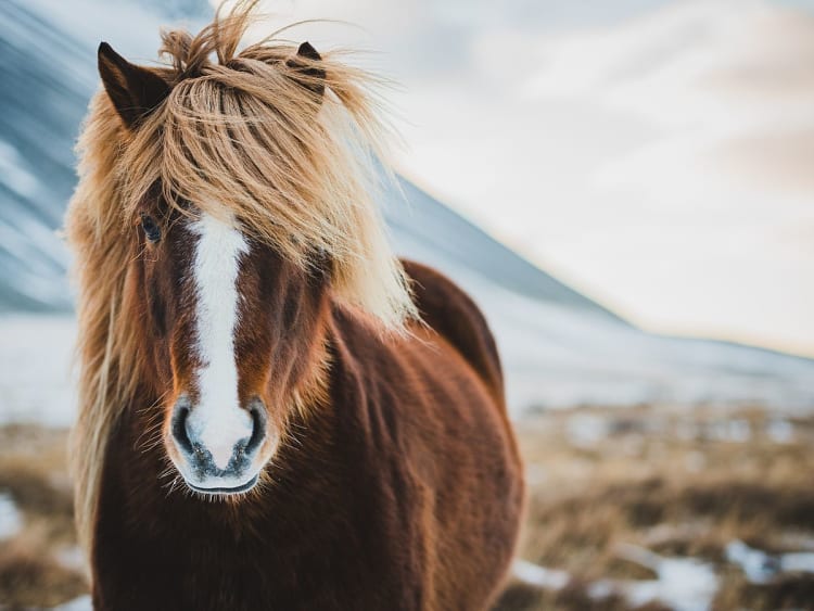 Entdecke Island hautnah