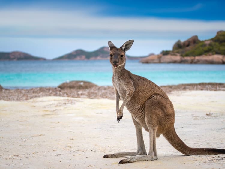 Jetzt Australien erleben &ndash; Str&auml;nde und K&auml;ngurus entdecken!