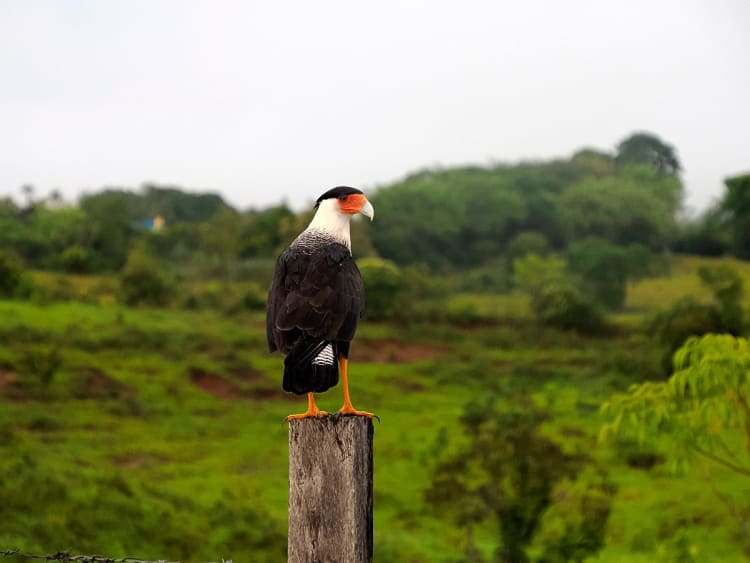 Fleuve Magdalena Croisi&egrave;re - Image 3