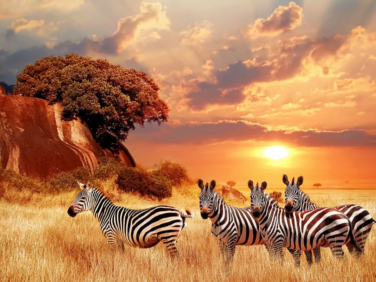 &Aacute;frica Cruzeiro - Bild 2