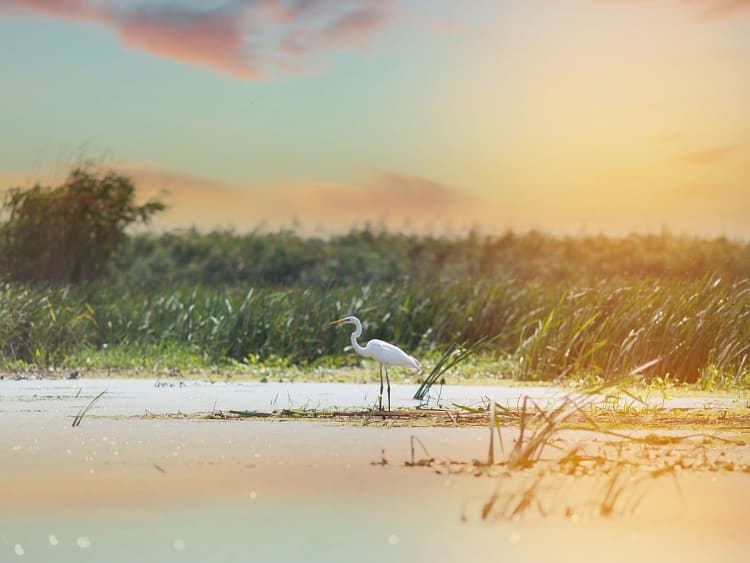 Entdecken Sie die Stille des Donaudeltas &ndash; jetzt Naturreise planen!