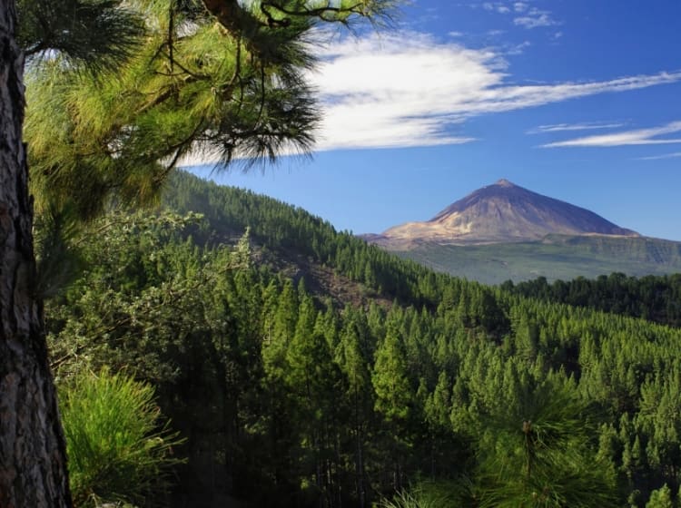 Teneriffa (Kanarische Inseln, Spanien) - Bild 2