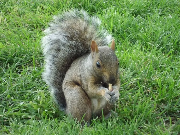 Montreal (Qu&eacute;bec, Kanada) - Bild 2