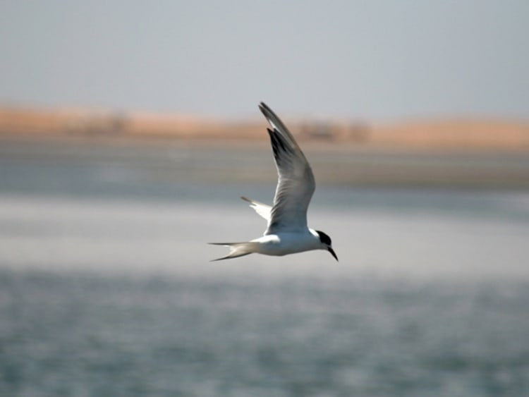 Walfischbai (Namibia) - Bild 143