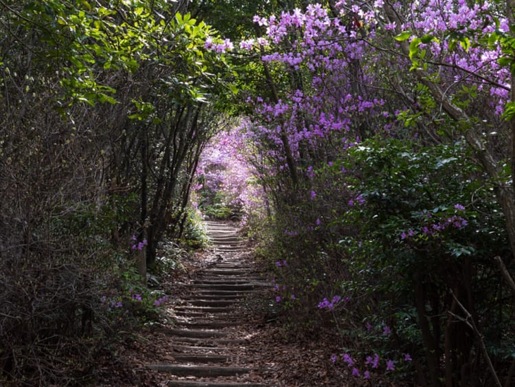 Tamano (Japan) - Foto 16