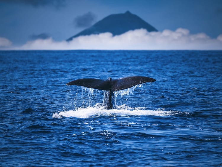 Ponta Delgada, Azoren - Imposanter Pottwal schwimmt ruhig im Atlantik nahe der vulkanischen K&uuml;ste