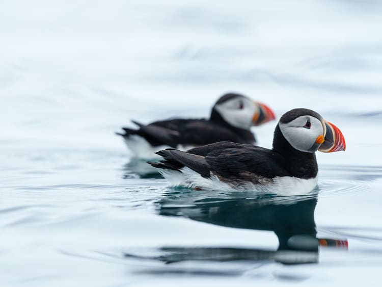 Spitzbergen, Norwegen &ndash; zwei Papageientaucher