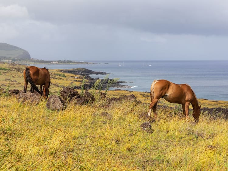 Osterinsel, Chile &ndash; Auf gr&uuml;nen Klippen grasen Pferde mit Blick auf den Pazifik