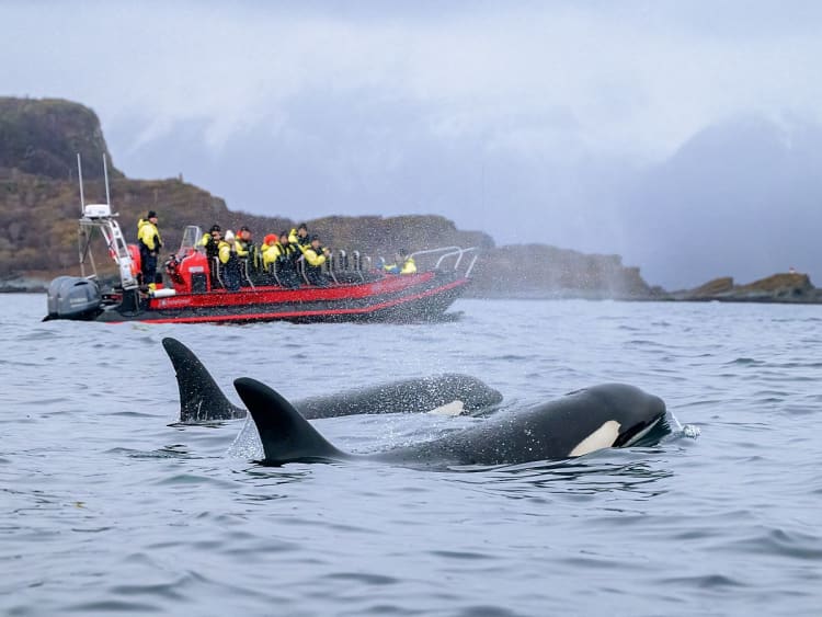 Troms&oslash;, Norwegen &ndash; Orcas schwimmen nahe einem Ausflugsboot in der Fjordlandschaft