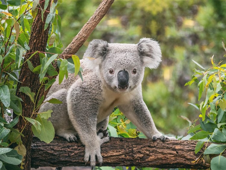 Sydney, Australien &ndash; neugieriger Koala blickt aus dem feuchten Bl&auml;tterdickicht hervor