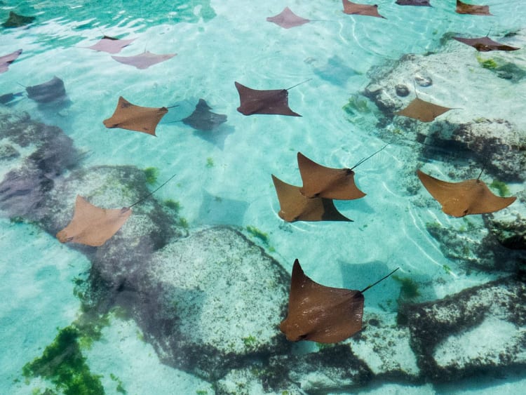 Nassau, Bahamas - Rochen gleiten lautlos durch kristallklares Kreuzfahrtparadies